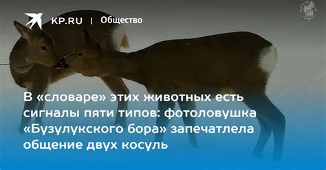 Последовательное знакомство двух животных