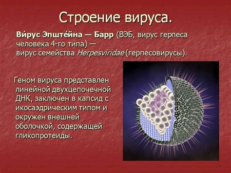 Последствия вируса Эпштейн-Барр для организма