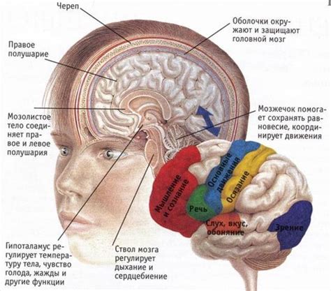 Последствия изменения положения центральных структур головного мозга