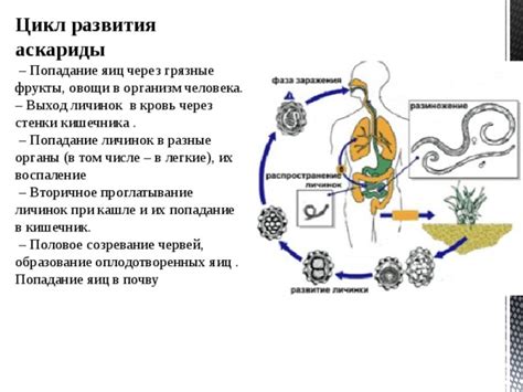 Последствия проникновения личинок насекомых в организм человека