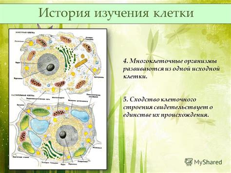Последствия увеличения клеточного объема до габаритов исходной клетки