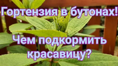 Последствия удаления листьев во время цветения гортензии