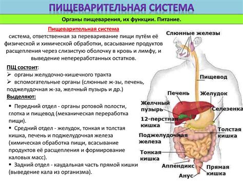 Послепищеварительные процессы и утилизация остатков пищеварения