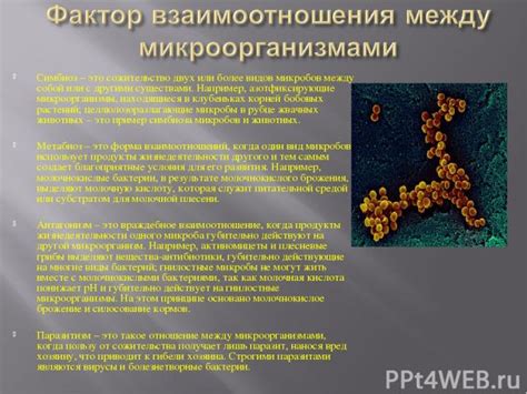 Посторонние микроорганизмы и их влияние на серый налет