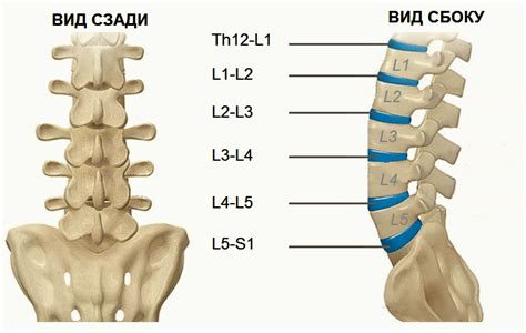 Построение позвоночника: как располагается позвонок L5 S1