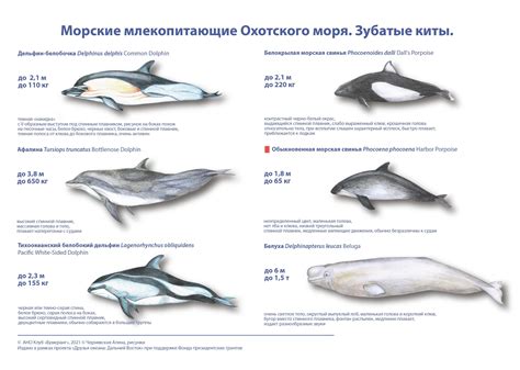 Потенциальные риски встречи с морскими животными при купании