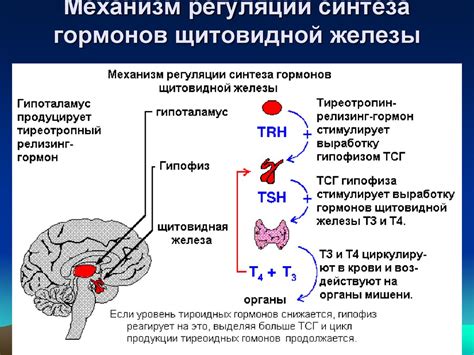 Потенциальные способы регуляции метаболизма при избыточной функции щитовидной железы