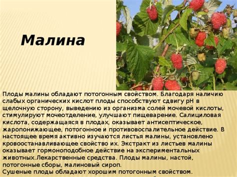 Потогонное действие малины: ее роль в борьбе с простудой и сопутствующими недугами