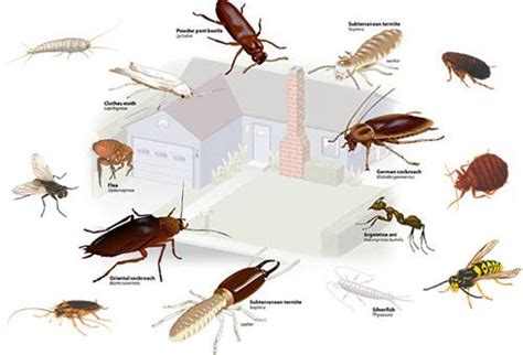 Почему возникают насекомые, вызывающие негативное влияние на жилье

