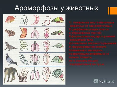 Появление легочного пузыря: эволюционный переход от космической среды к морской среде