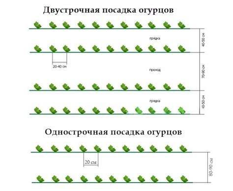 Правила посадки и интервал между растениями: о чем нужно помнить