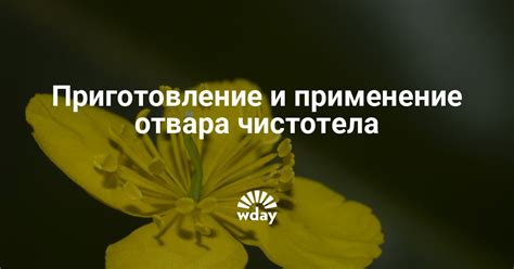 Правила приготовления и использования отвара чистотела