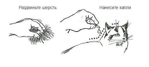 Правильное место для капель лекарств на кошках: идеальное положение холки