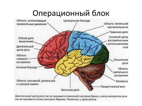 Практическое значение изучения роли и функций передней части мозга