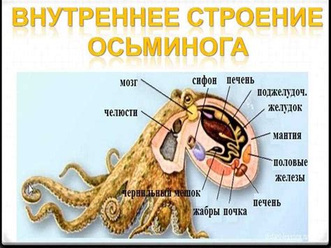 Практическое применение уникальных свойств сердца осьминога в медицине и биотехнологии