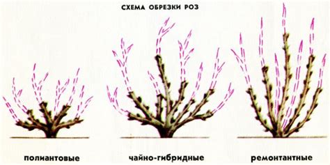 Превосходства подрезки роз остина в период холодов