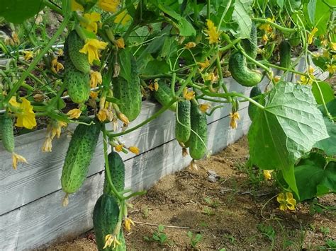 Предварительная подготовка огурцов для устранения неприятной послевкусия