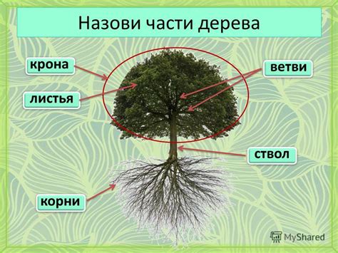 Пределы и уникальность ввинчивания крепежных элементов в ветви и ствол живого лесного растения