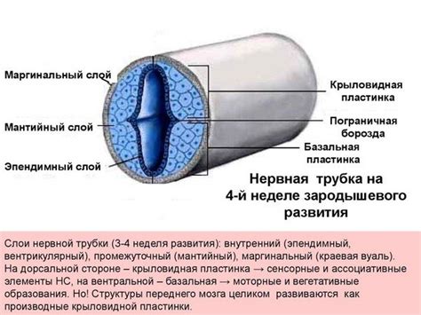 Предотвращение дефектов трубки нервной системы