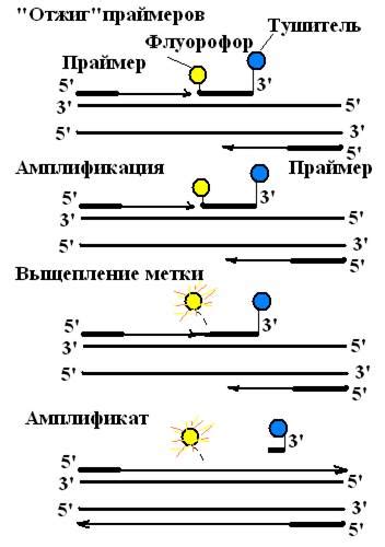 Преимущества ПЦР в реальном времени перед классической ПЦР