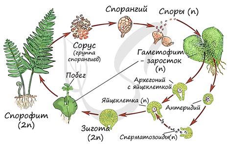 Преимущества и продолжительность жизни ростка папоротника