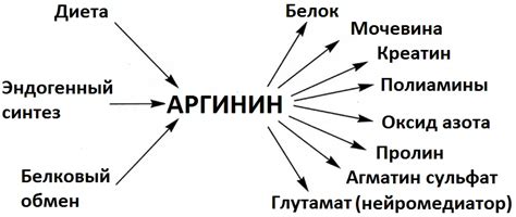 Преимущества употребления продуктов с высоким содержанием аминокислоты аргинина