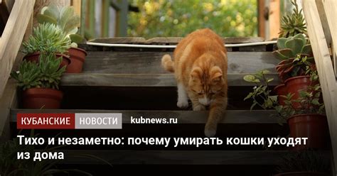 Прекрасные гостиницы, где коты находят идеальное пристанище в Ярославле!