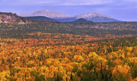 Прекрасные лесные просторы Урала