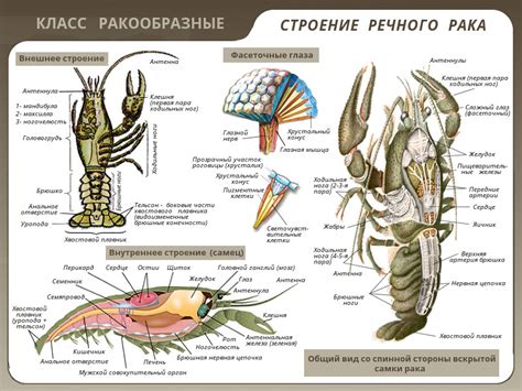 Пресноводные обитатели: мир речных раков в различных водоемах Российской Федерации