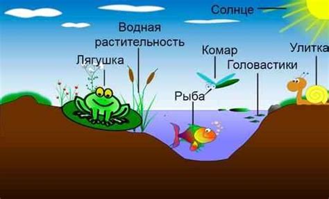 Пресноводные реки и озера: многообразие мест обитания веслоноса