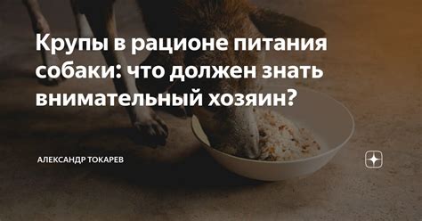 Приемущество куриных шеек и головных частей в рационе питания собаки