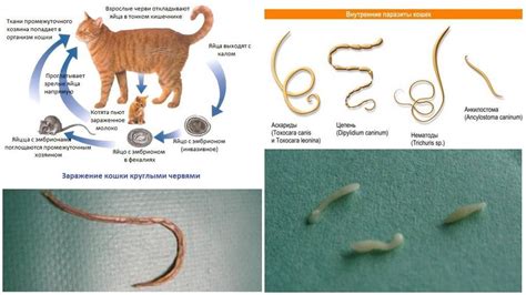 Признаки и последствия заражения кота паразитами внешней среды