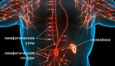 Признаки нарушений в работе лимфатической системы в области паховых узлов