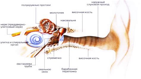 Признаки попадания паразитной особи в полость органа слуха