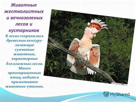 Приманки и локаничные методы привлечения яркоокрашенных птиц