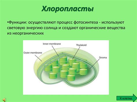 Примативная плазмодесма: связующее звено растительной клетки