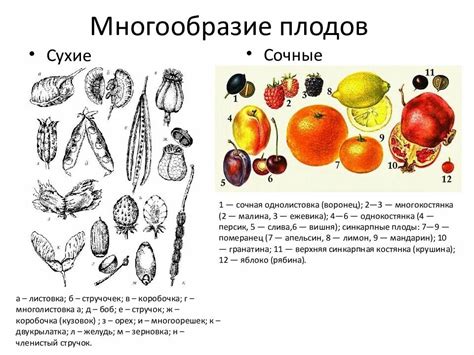 Применение инструментов поиска спелых и сочных продуктов растений