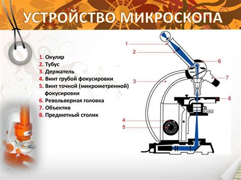 Применение методики измерения в исследованиях клеточных процессов: взгляд в мир микроскопии