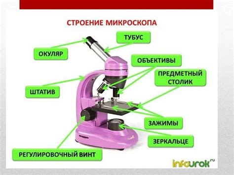 Применение светового микроскопа: разнообразие приемов и их значение