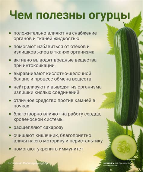 Применение соли для исключения остроты в огурцах