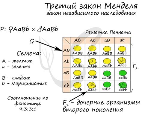 Примеры демонстрирующие закон Менделя о независимом наследовании признаков