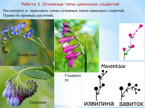 Примеры популярных растений с простыми соцветиями