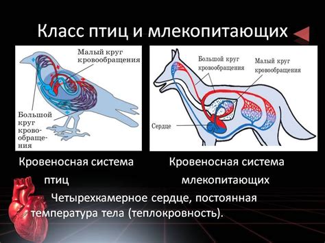 Принципиальные различия в строении тела млекопитающих и птиц