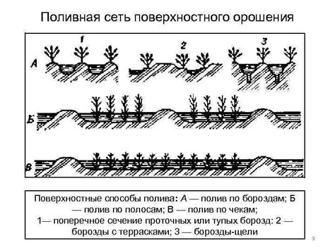 Принципы поверхностного орошения для стимуляции развития кочанов