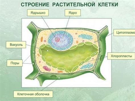 Принципы функционирования клетки растения