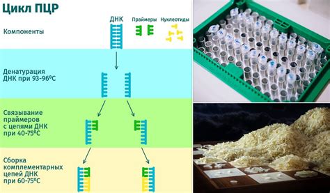Принцип работы метода Полимеразной цепной реакции (ПЦР)