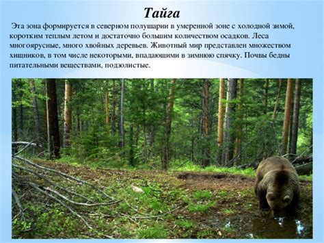 Природные характеристики береговой полосы и взаимодействие с впадающими водотоками