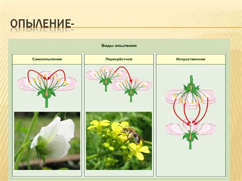 Приспособления растений к различным способам опыления