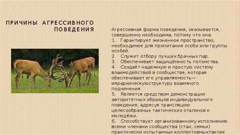 Причины агрессивного поведения некоторых косаток и орынков