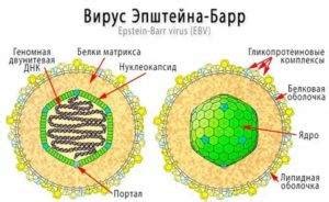 Причины возникновения вируса Эпштейна-Барра у взрослых